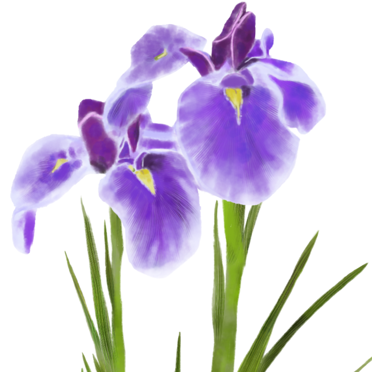 花菖蒲