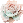バラ